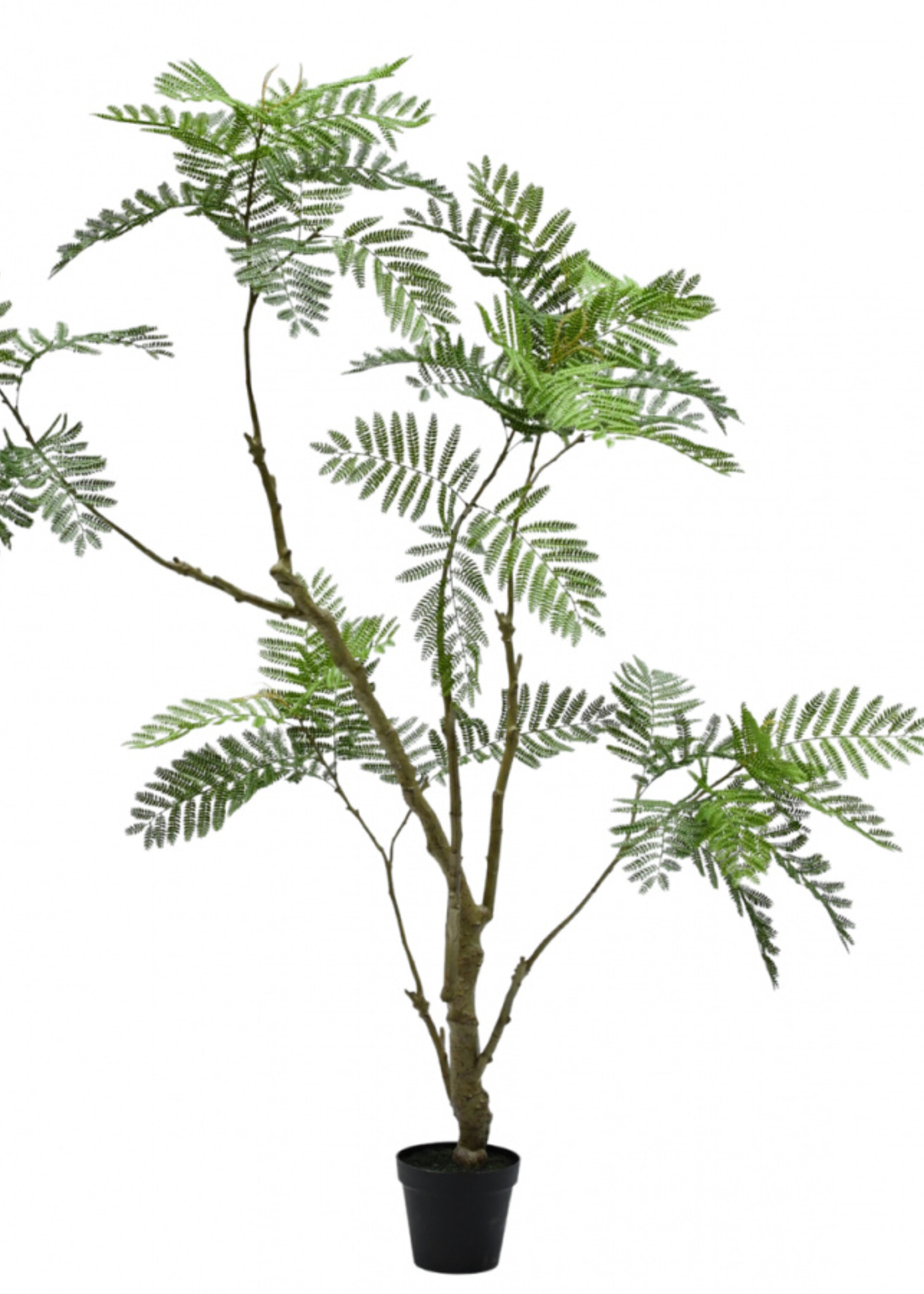 Acacia in pot,