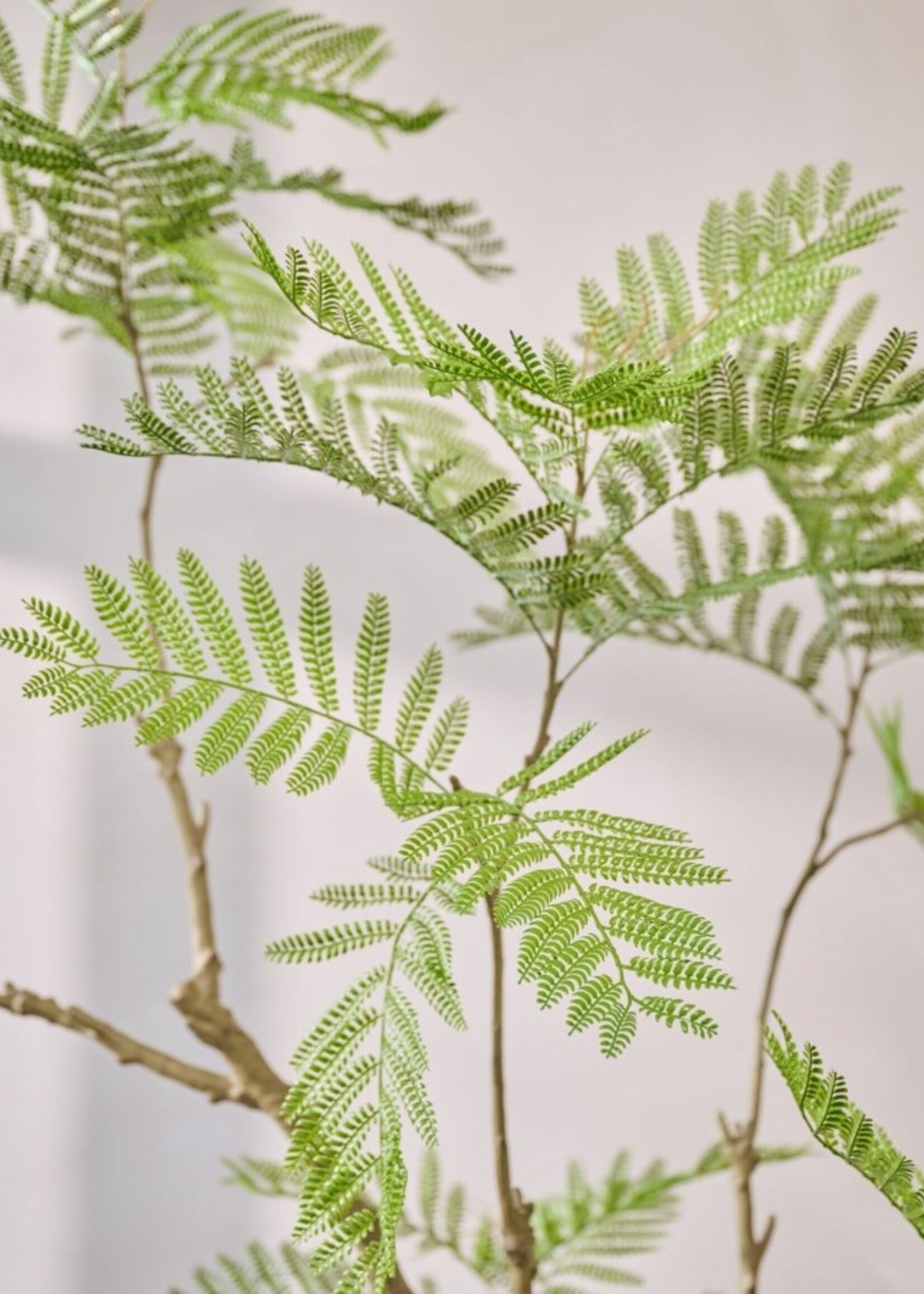 Acacia in pot,