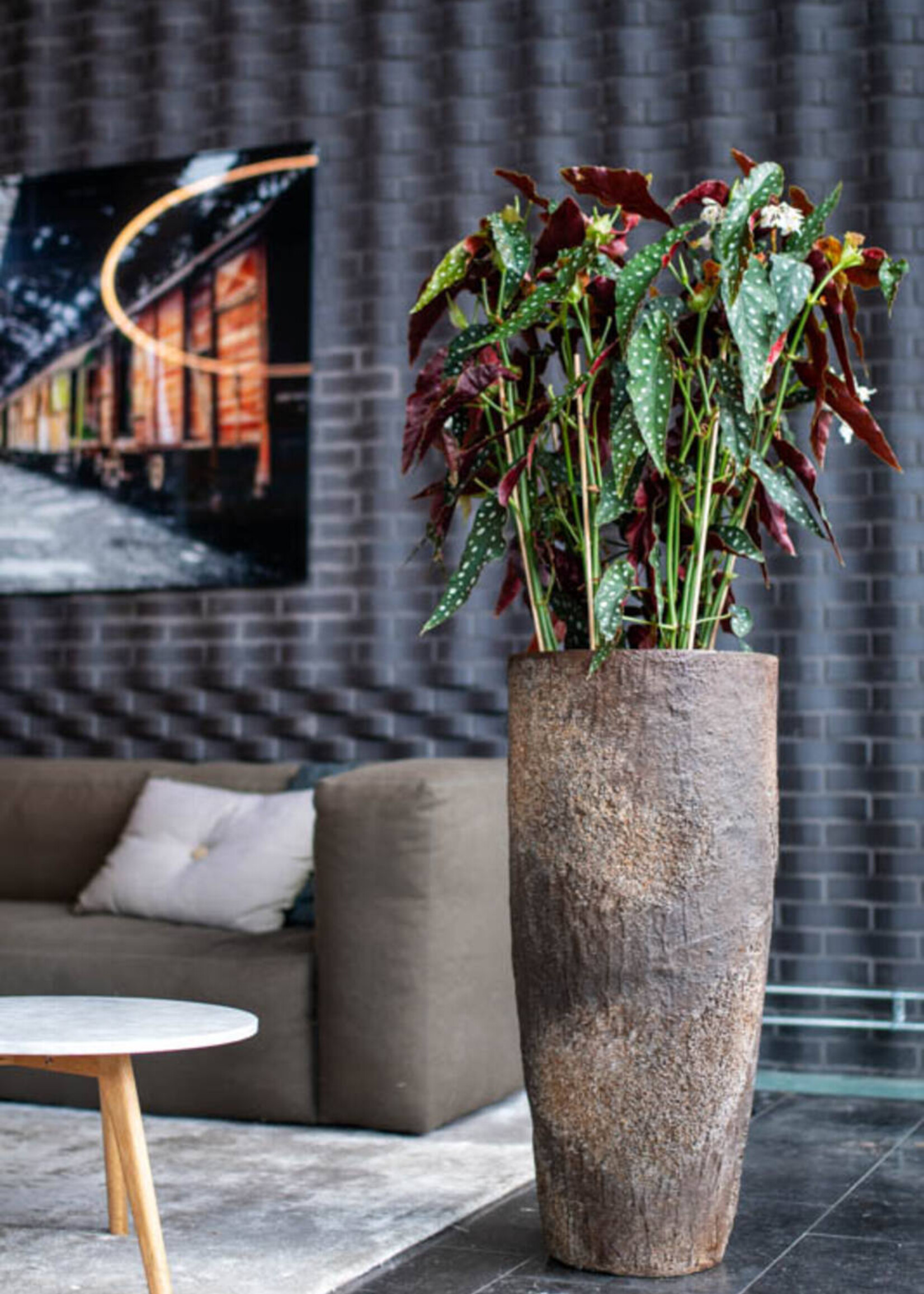 Dax XL Imperial bruin