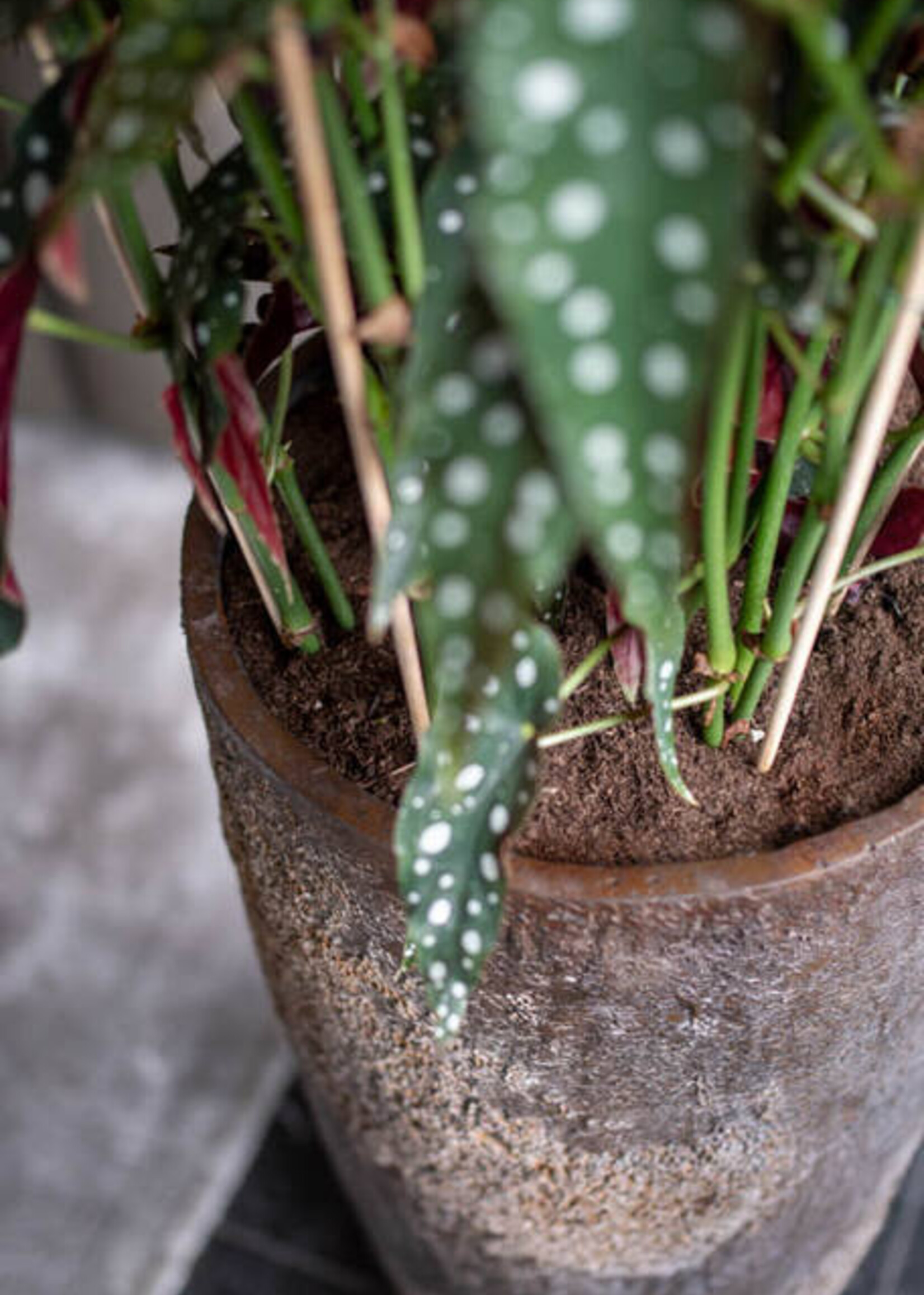 Dax XL Imperial bruin