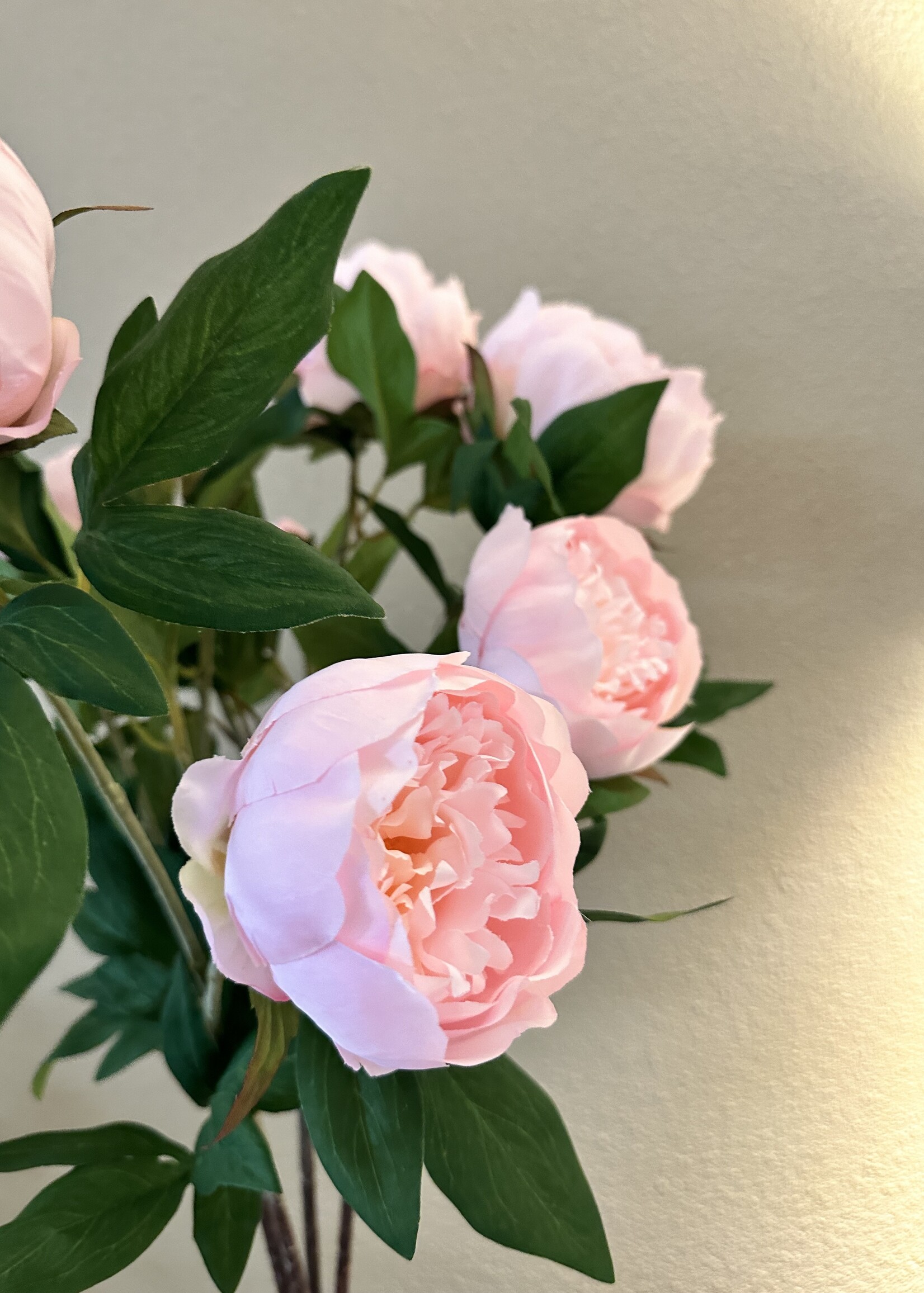 Pioen  Roos  Roze   70 cm