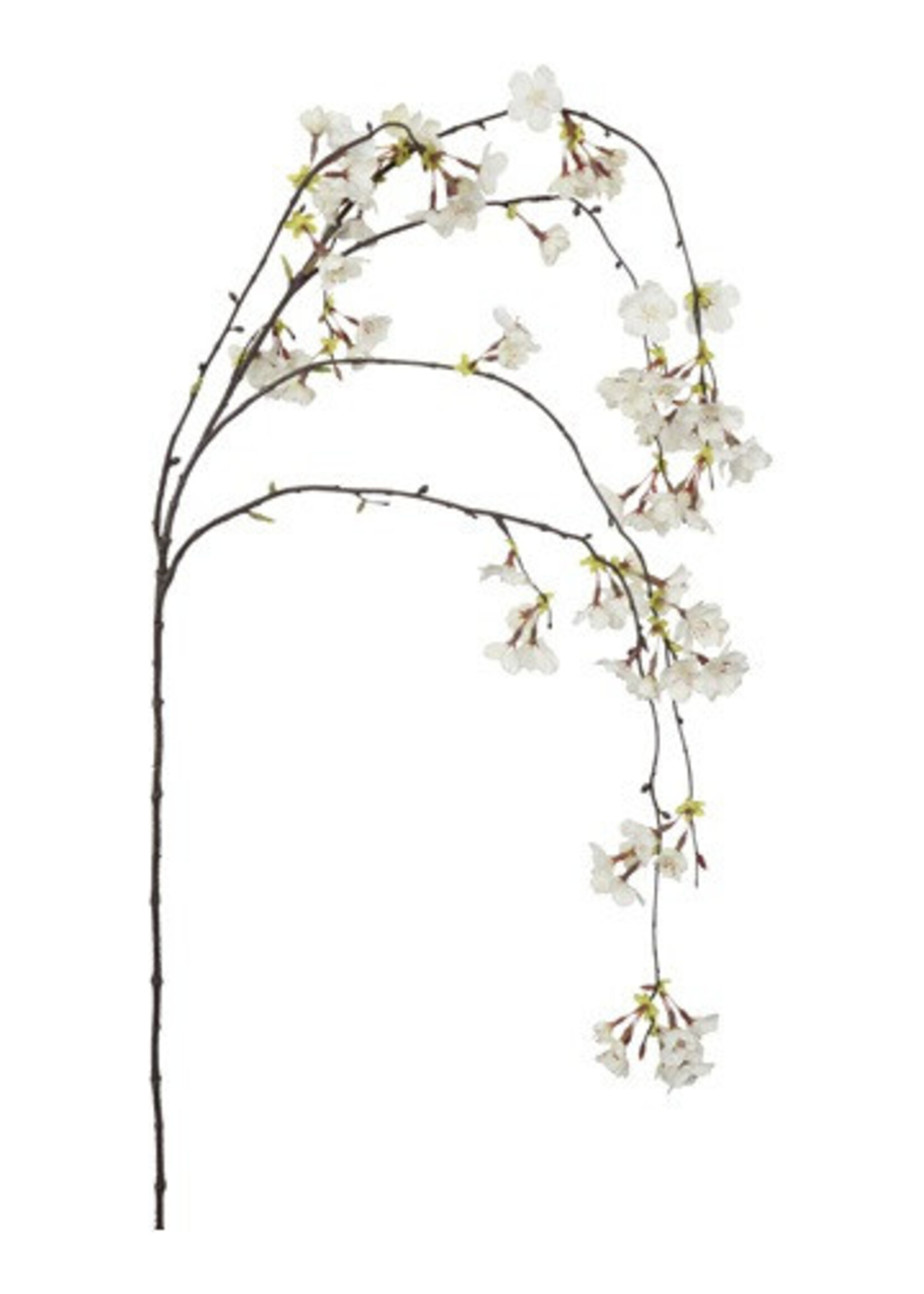 Countryfield Bloesem Prunus wit  hangend