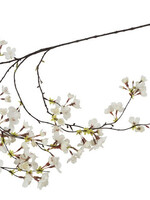 Countryfield Bloesem  Prunus  Wit   Hangend