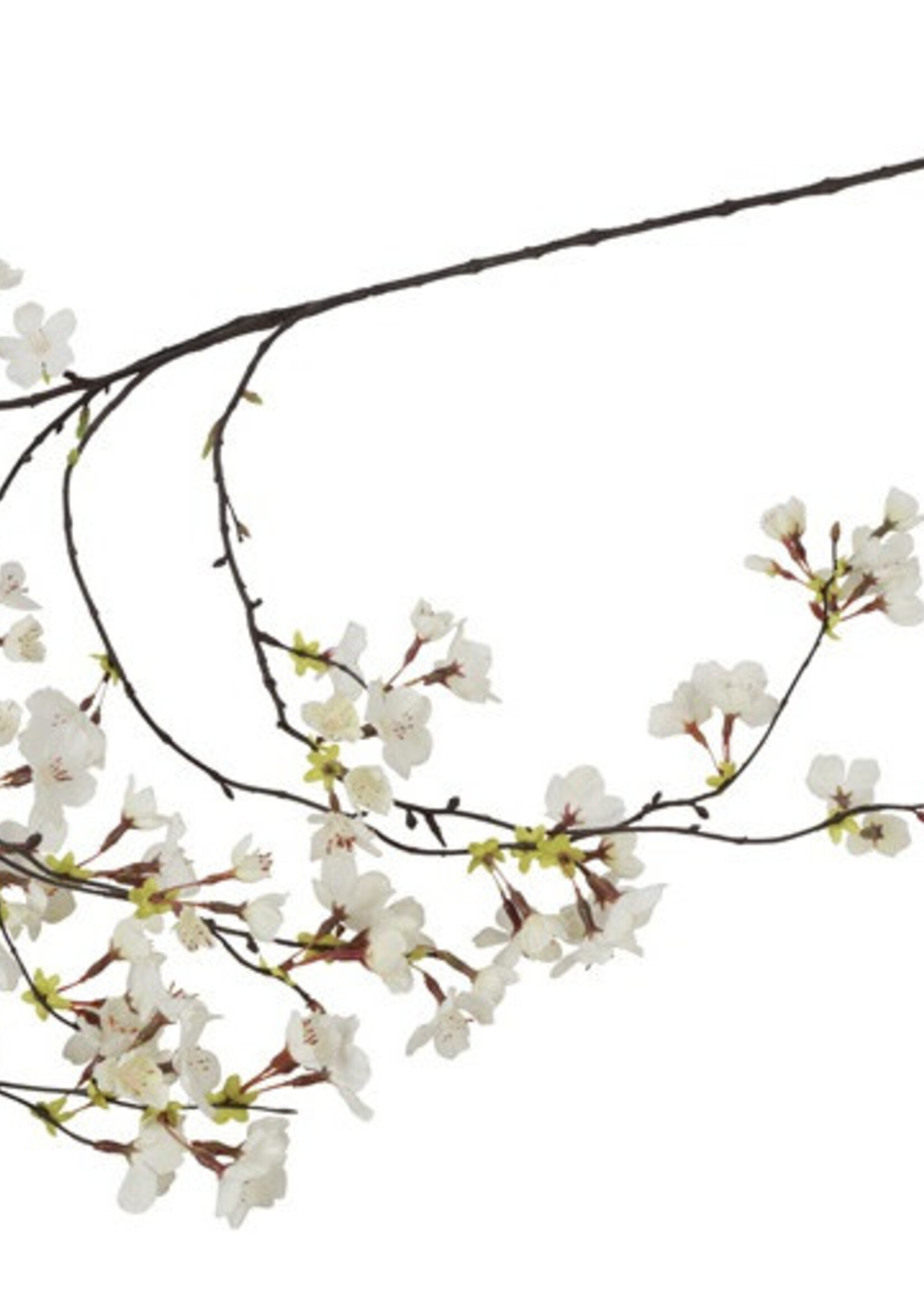 Countryfield Bloesem Prunus wit  hangend