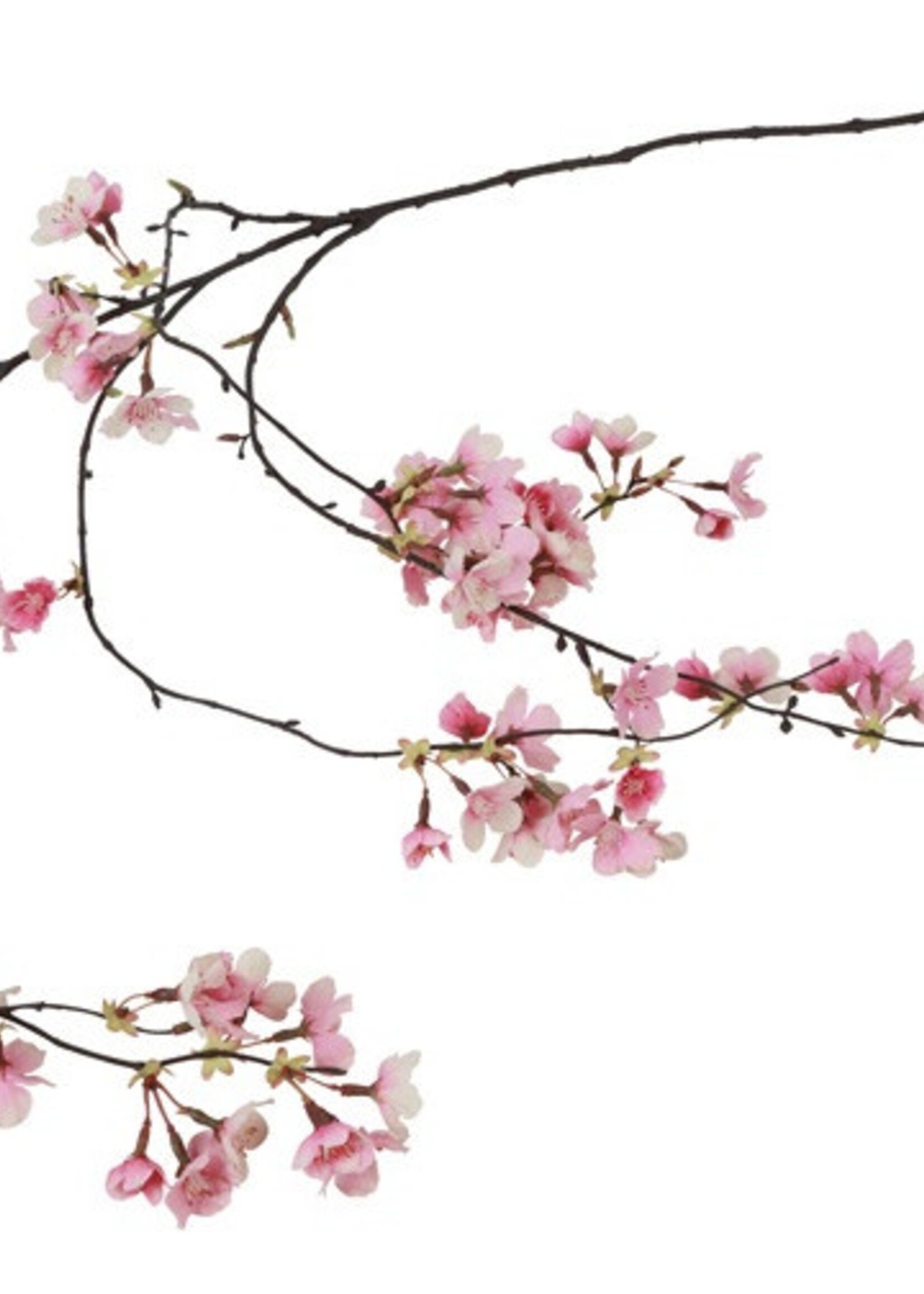 Countryfield Bloesem Prunus Hangend Roze