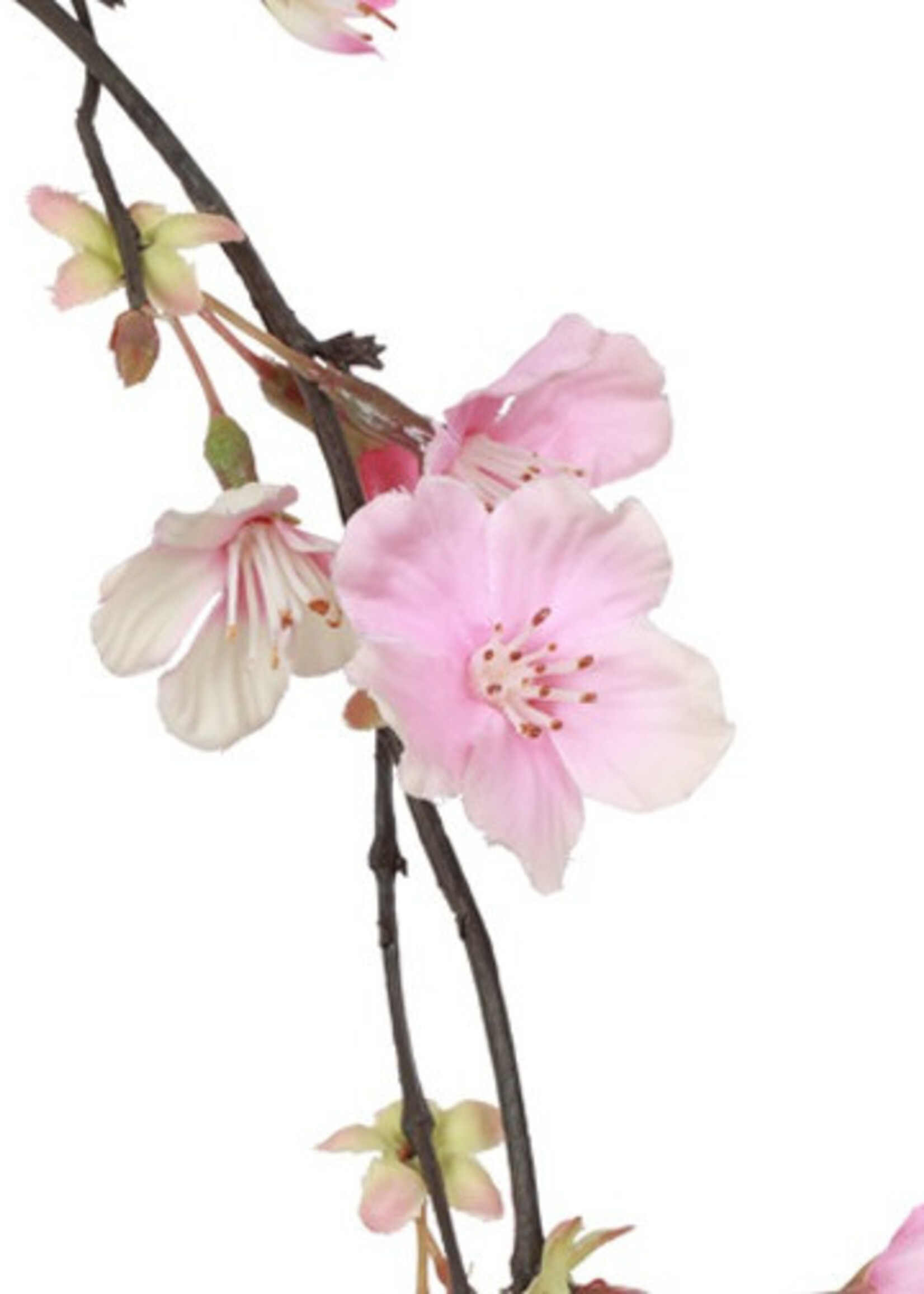 Countryfield Bloesem Prunus Hangend Roze