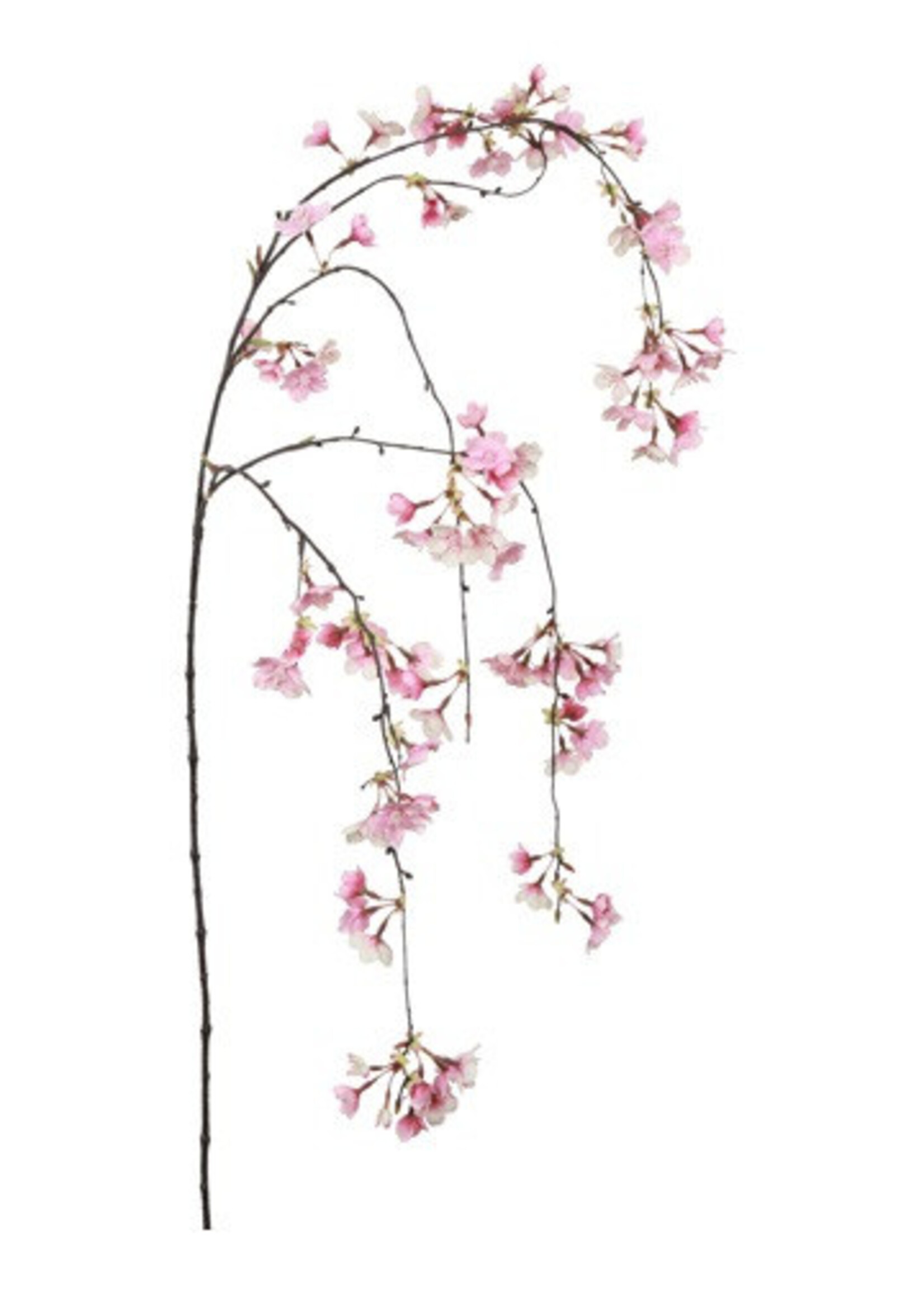 Countryfield Bloesem Prunus Hangend Roze