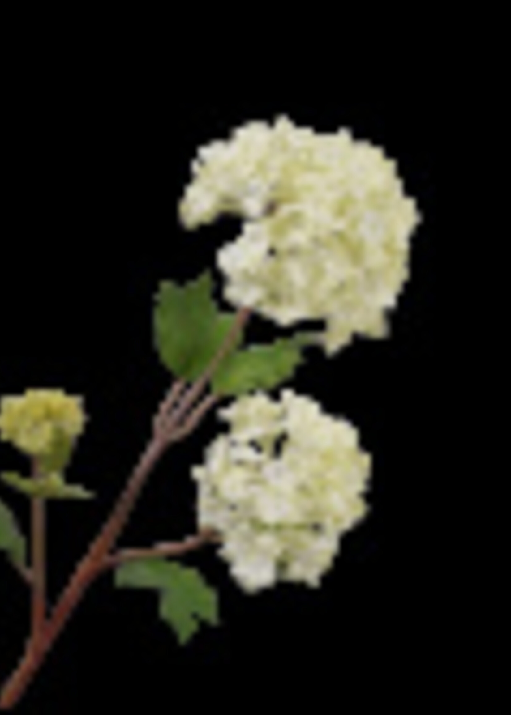 Silk-ka Sneeuwbal  tak creme