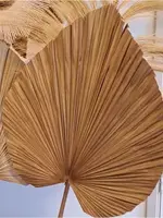 Bizar Deco Gedroogd Palmblad XL