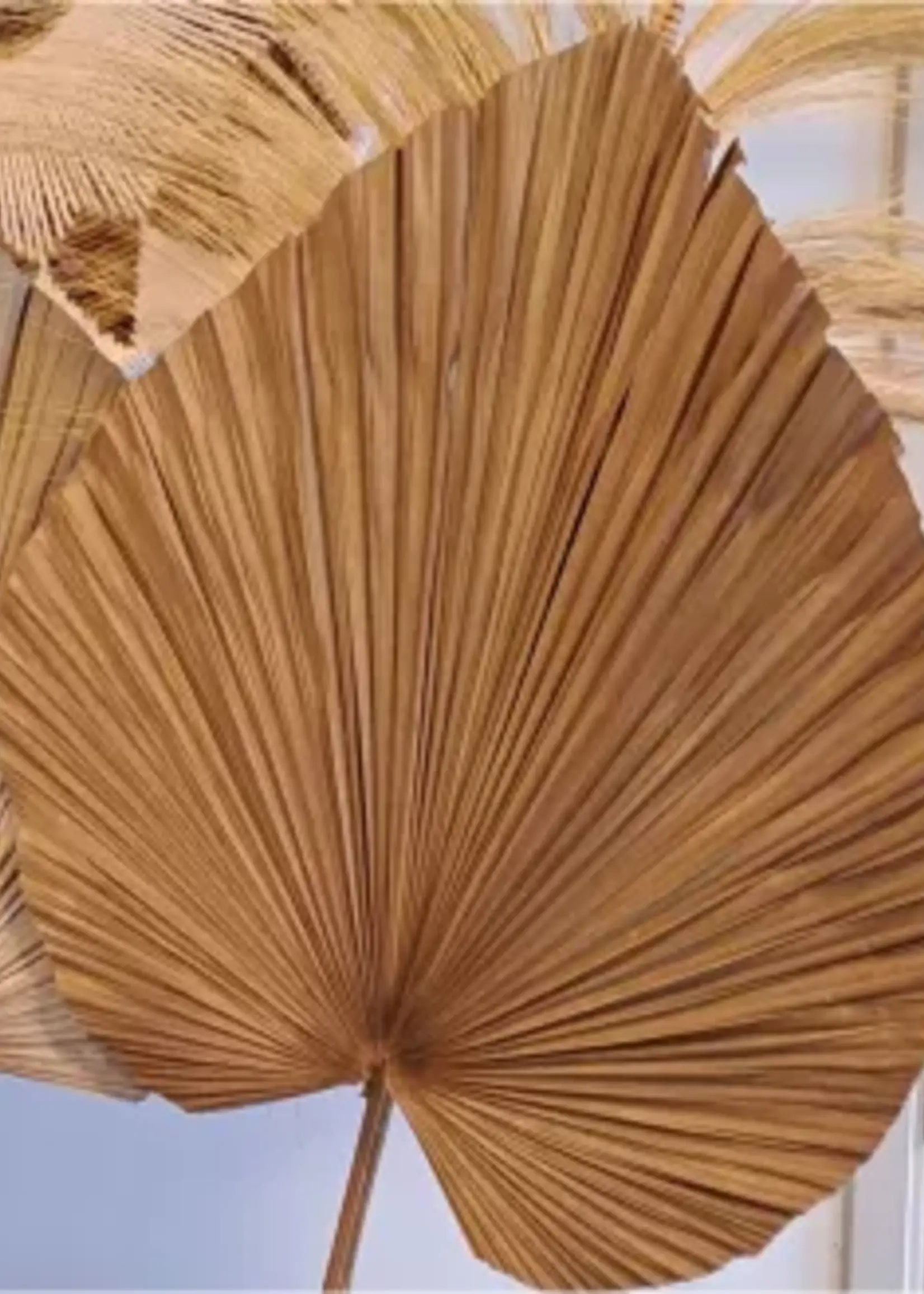 Bizar Deco Gedroogd Palmblad XL