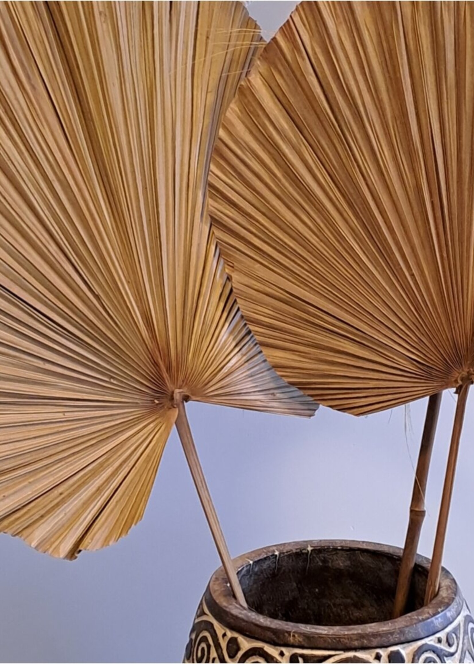 Bizar Deco Gedroogd Palmblad XL