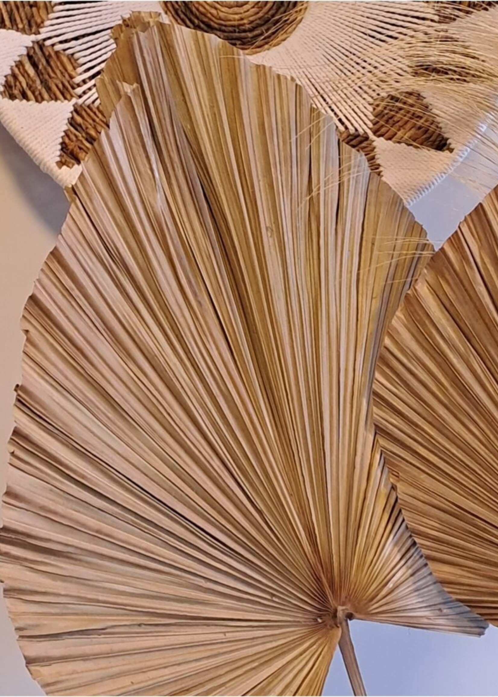 Bizar Deco Gedroogd Palmblad XL