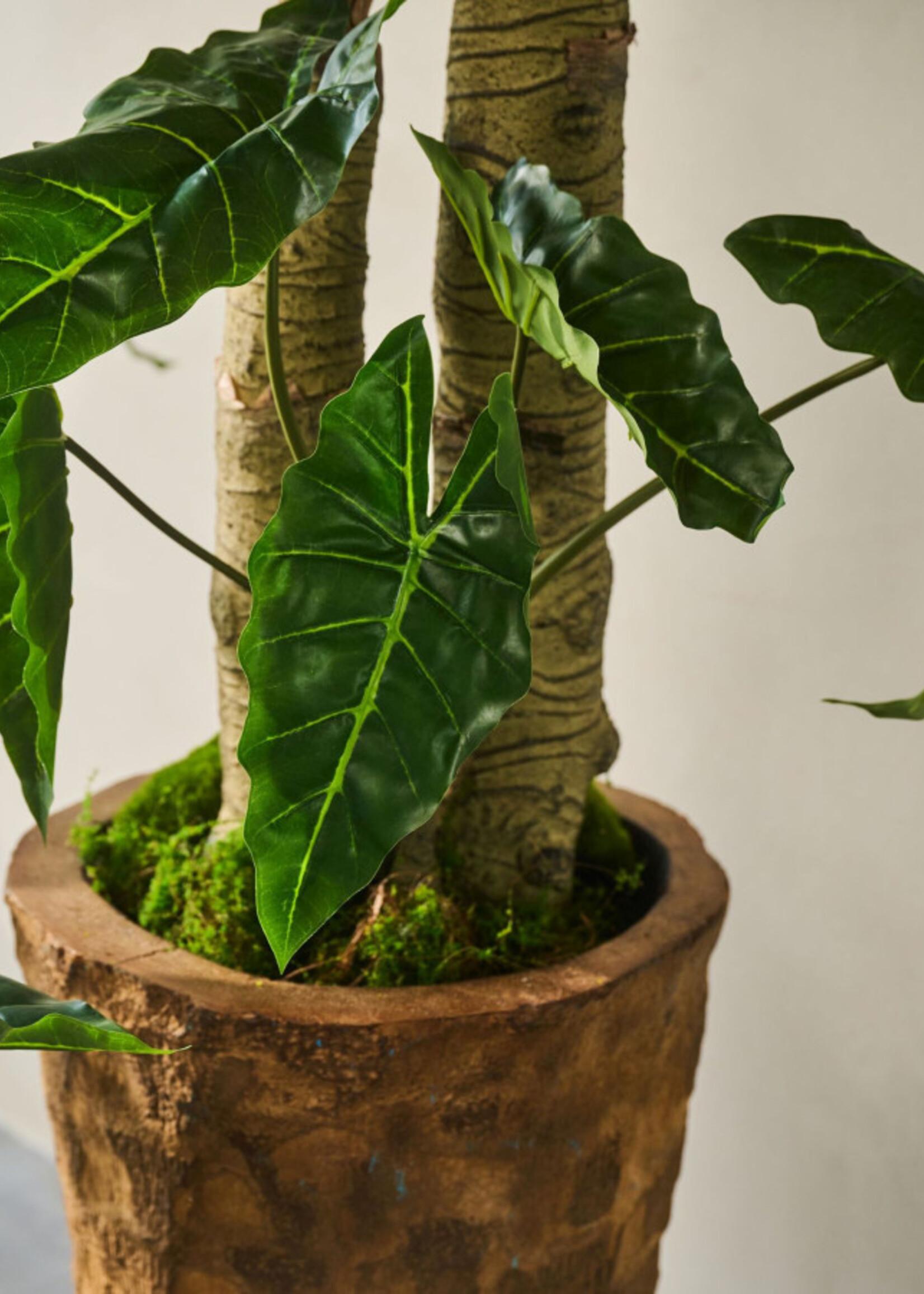 Silk-ka Alocasia Green 182 cm