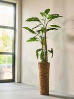 Silk-ka Alocasia  Green  182 cm