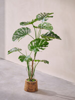 Monstera in pot 120 cm