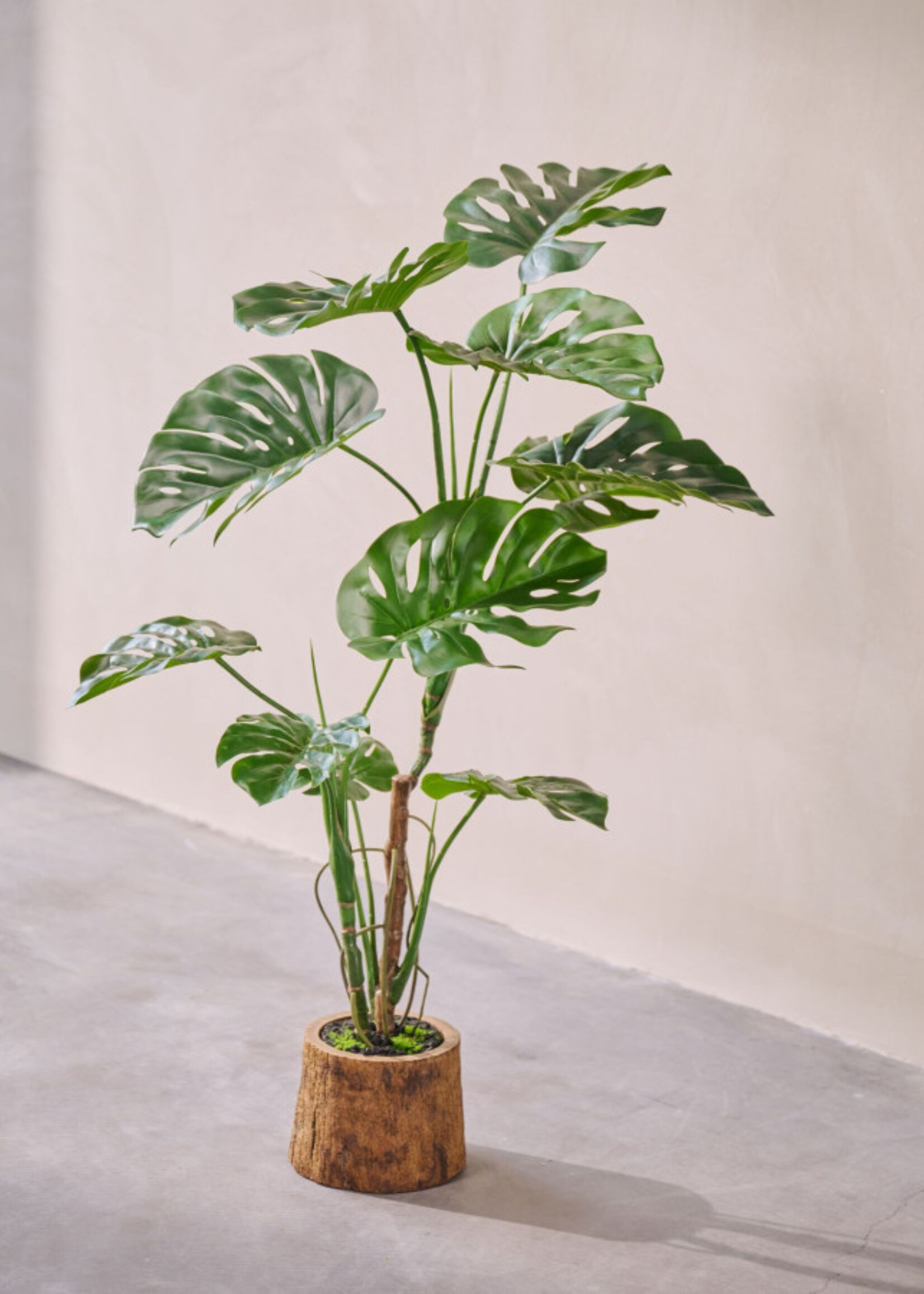 Monstera in pot 120 cm