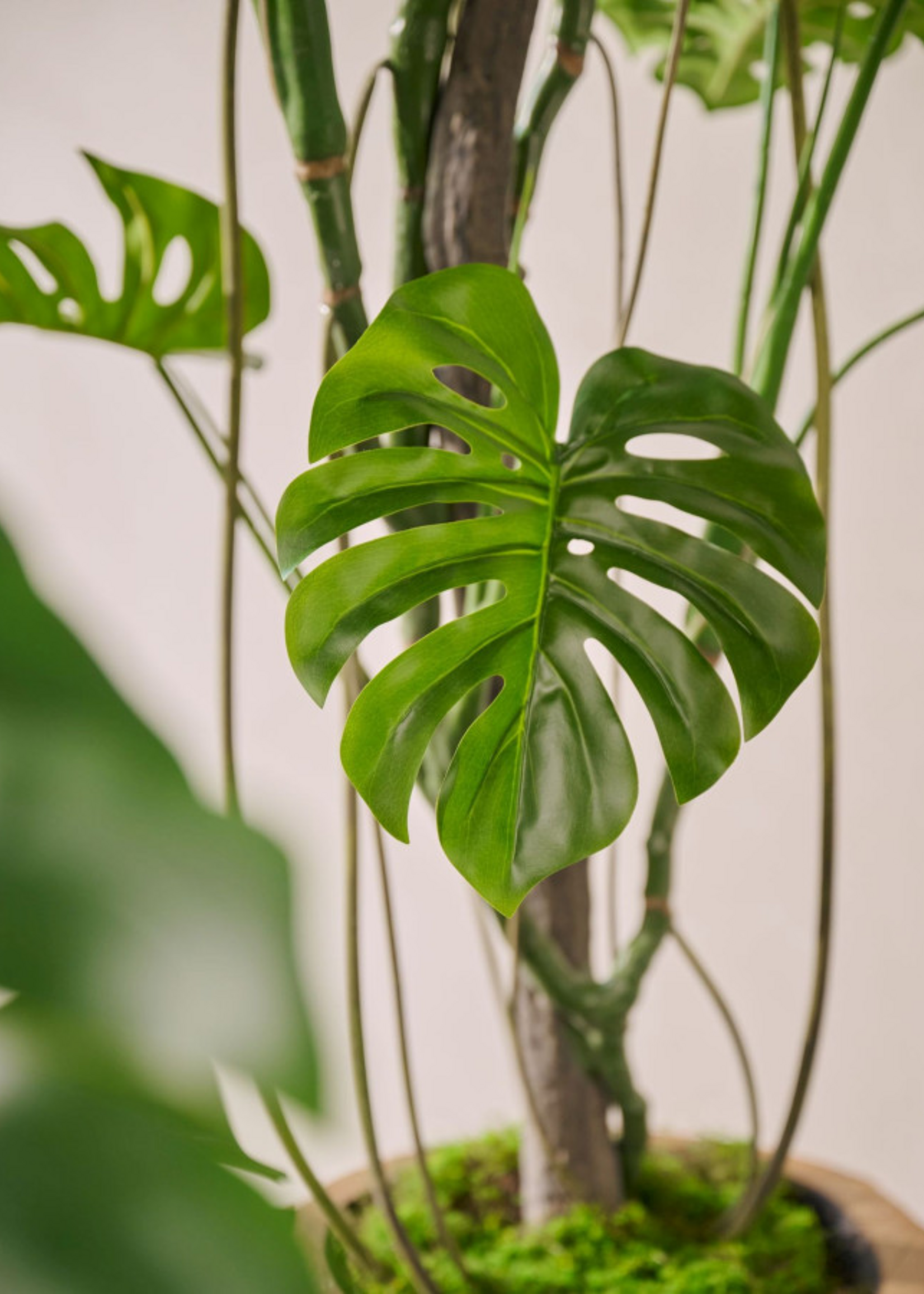 Monstera in pot 120 cm