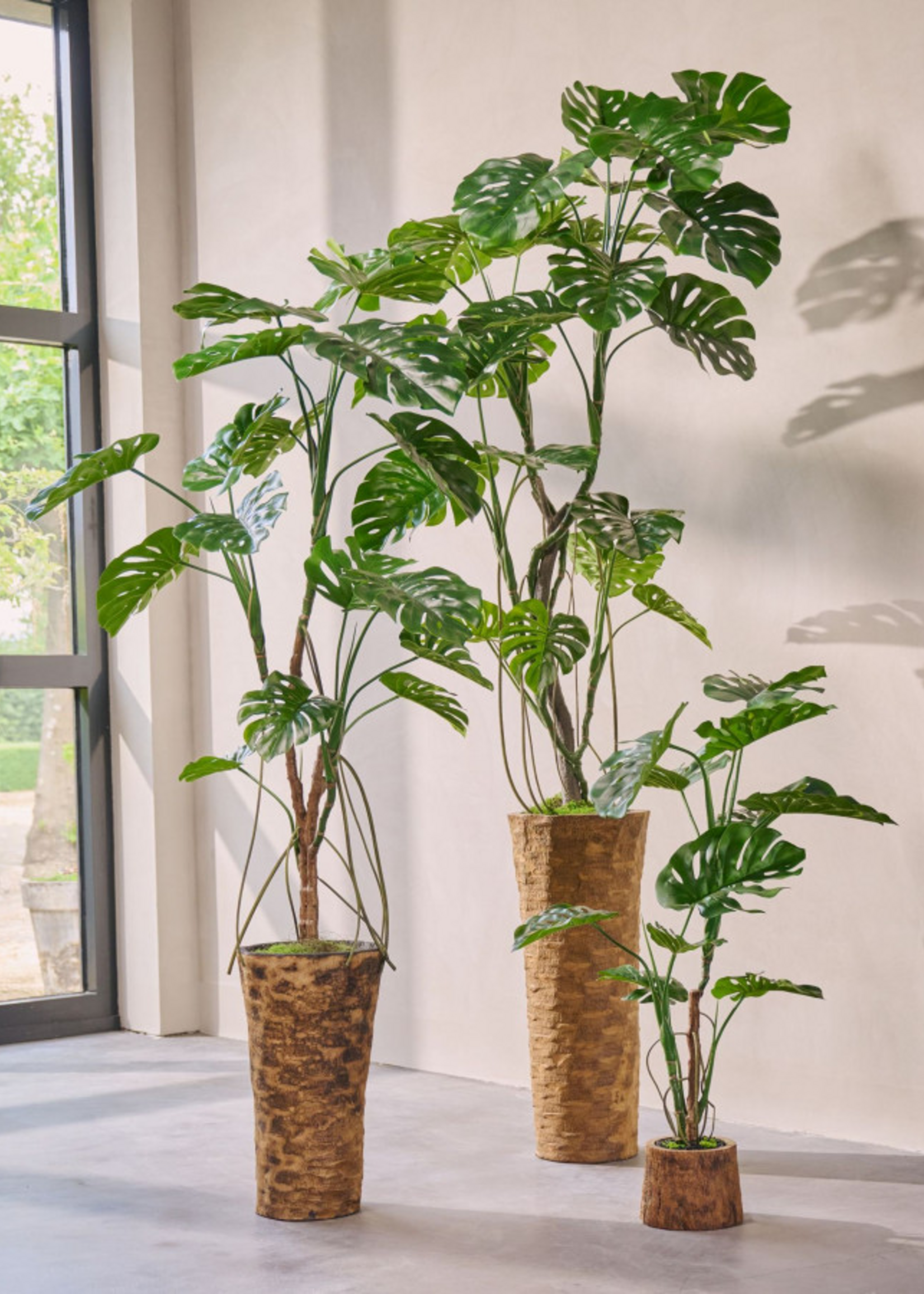 Monstera in pot 120 cm