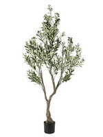Plant Olijf Olea   groen  H 184CM