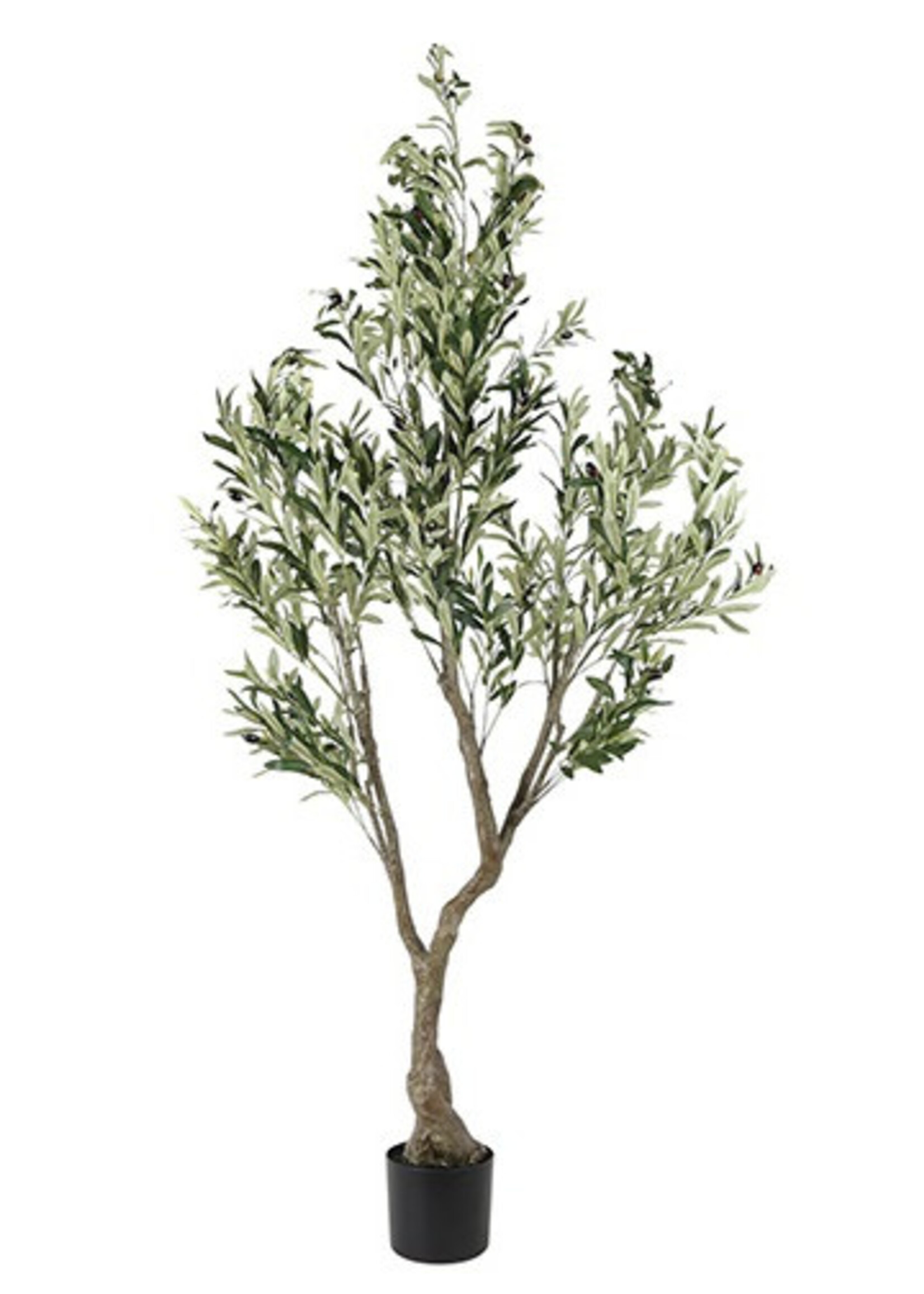 Plant Olijf Olea L groen-50x50x184CM