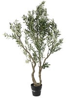 Countryfield Plant Olijf Olea XXL groen H  214CM