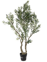 Plant Olijf Olea XXL groen H  214CM