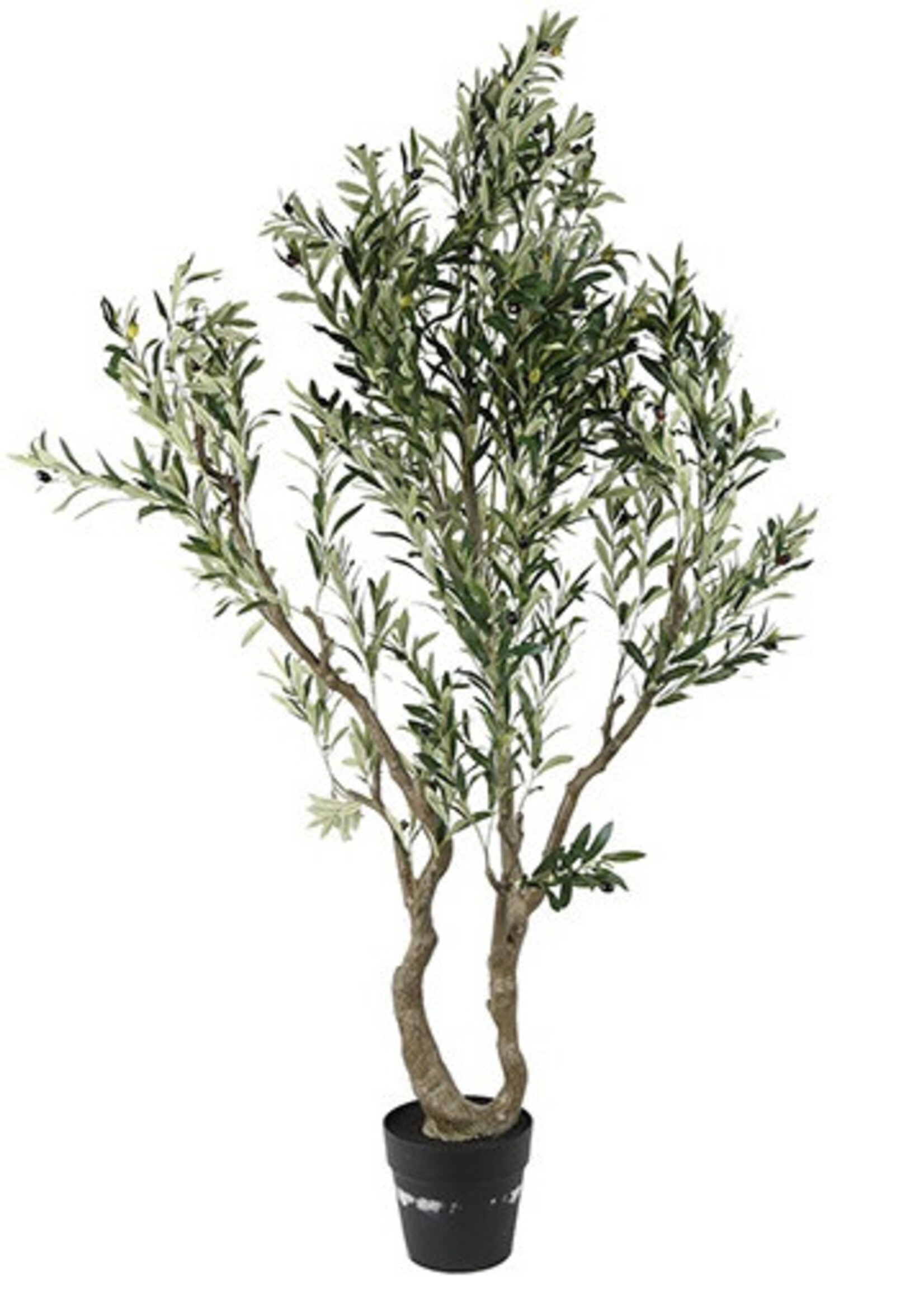 Countryfield Plant Olijf Olea XXL groen-80x80x214CM