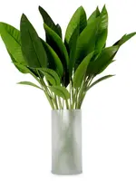 Bundel Strelitzia 36 stuks