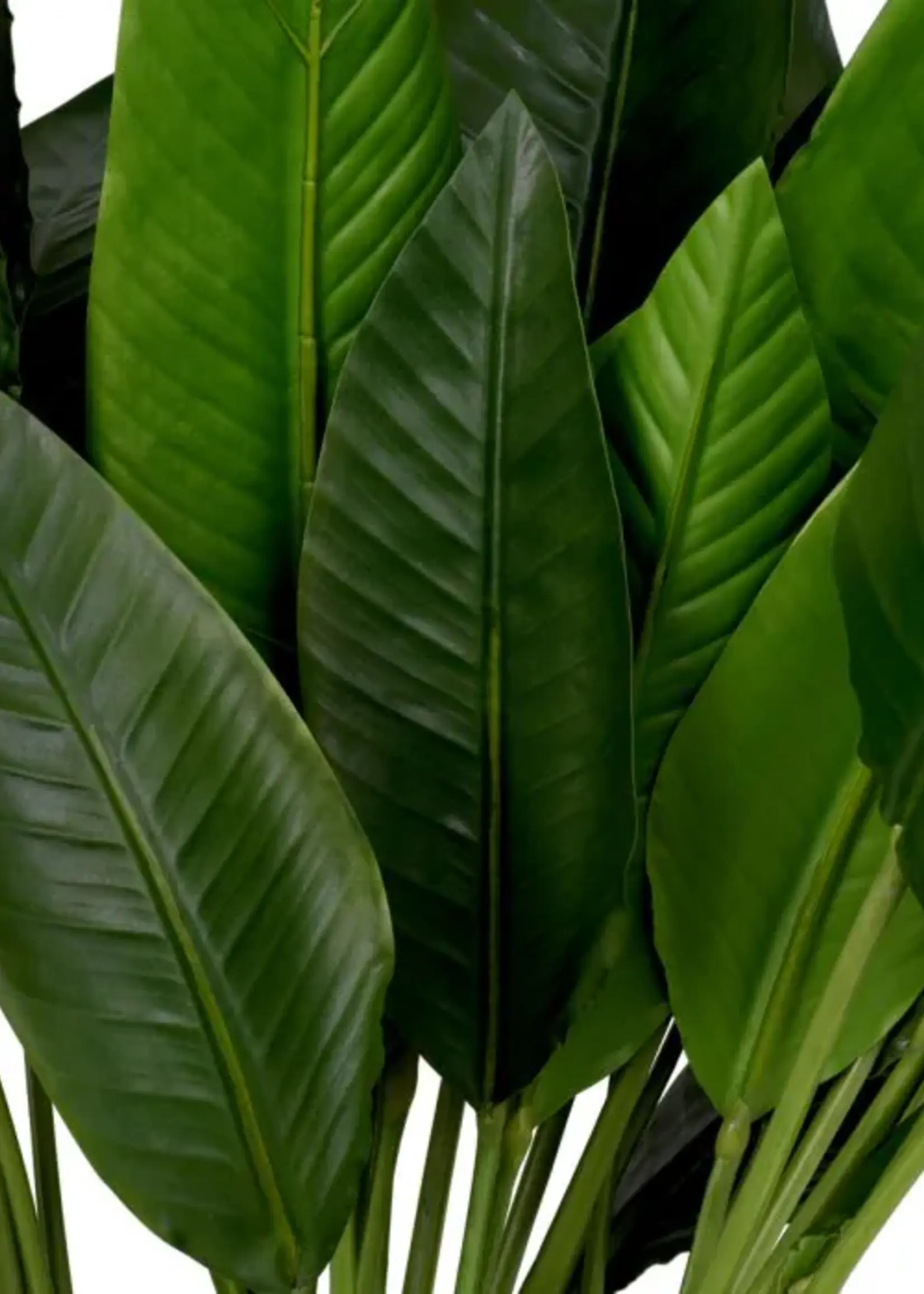 Eichholtz Bundel Strelitzia   36 stuks