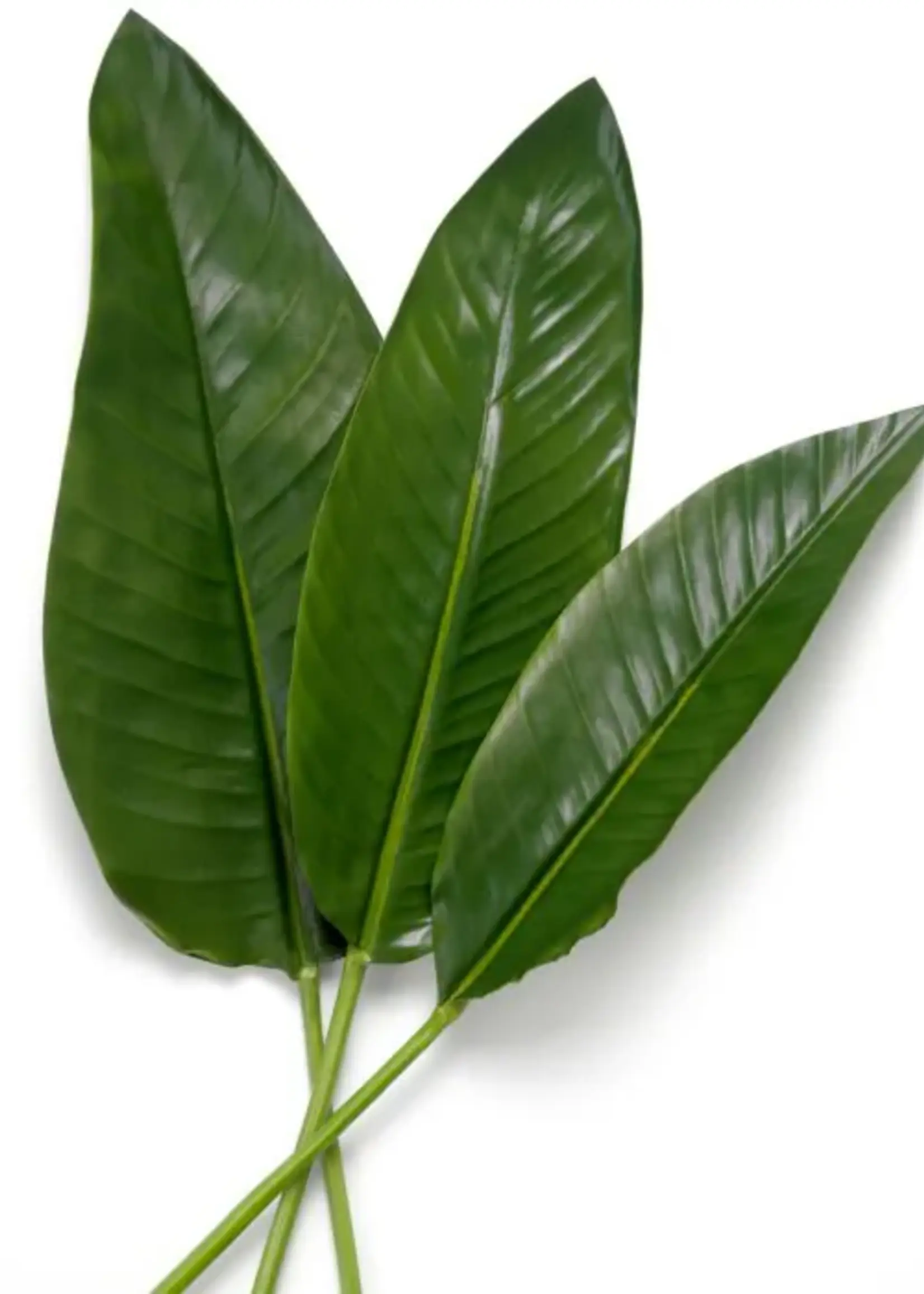 Eichholtz Bundel Strelitzia   36 stuks