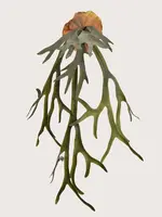 Hertshoorn hangend 90 cm