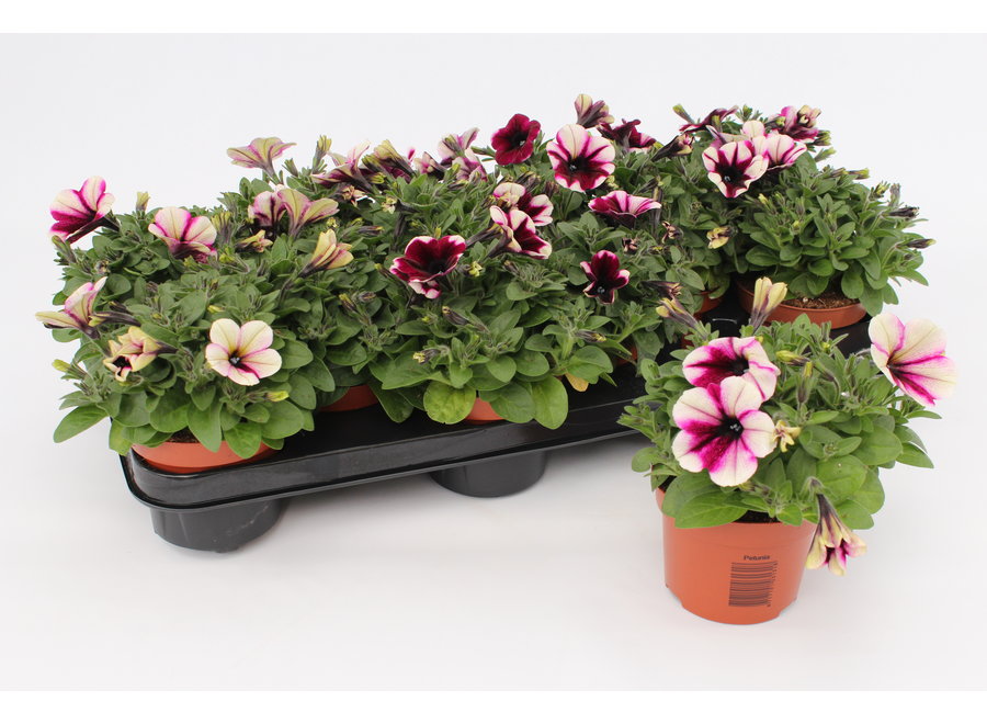 Petunia purple touch - 12 stuks