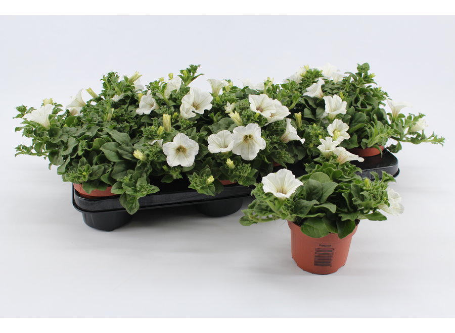 Petunia wit - 12 stuks