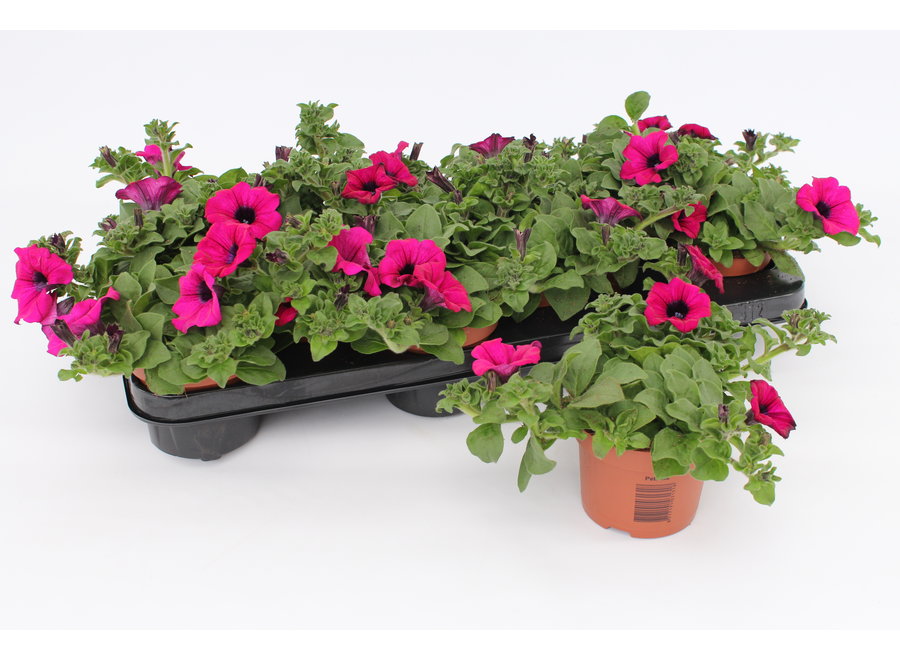 Petunia purple - 12 stuks