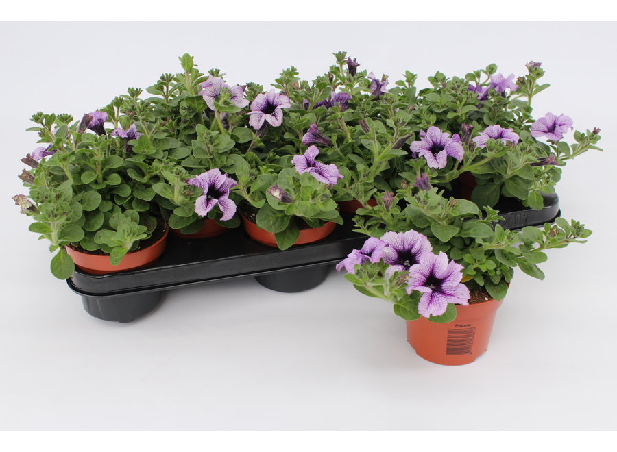 Petunia blue vine - 12 stuks