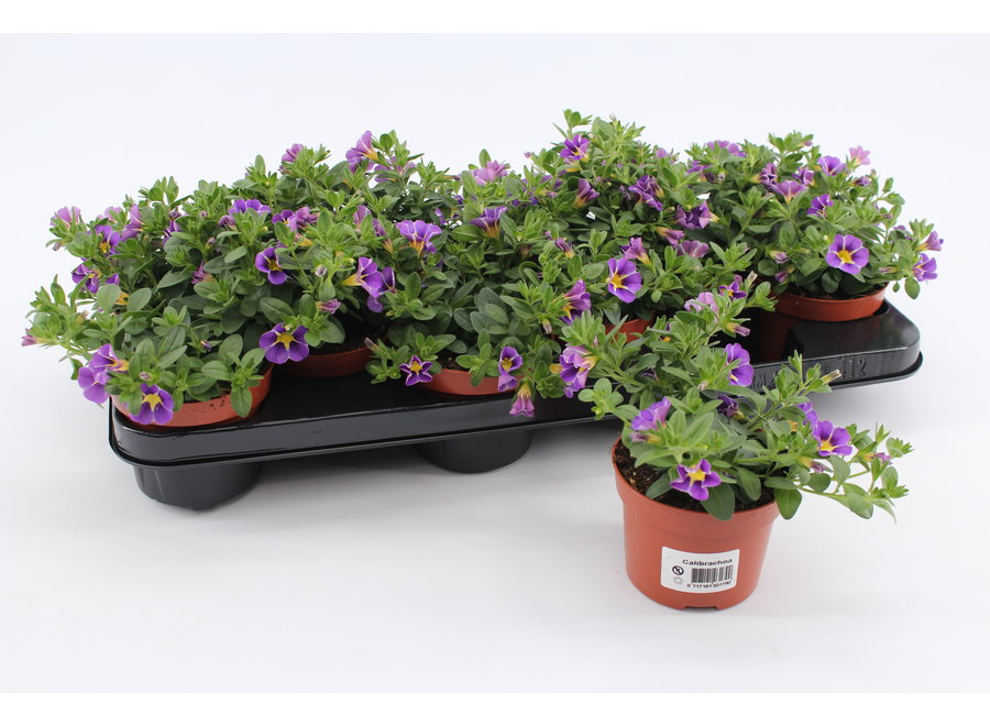 Calibrachoa rave blue - 12 stuks