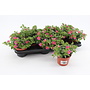 Calibrachoa rave pink - 12 stuks