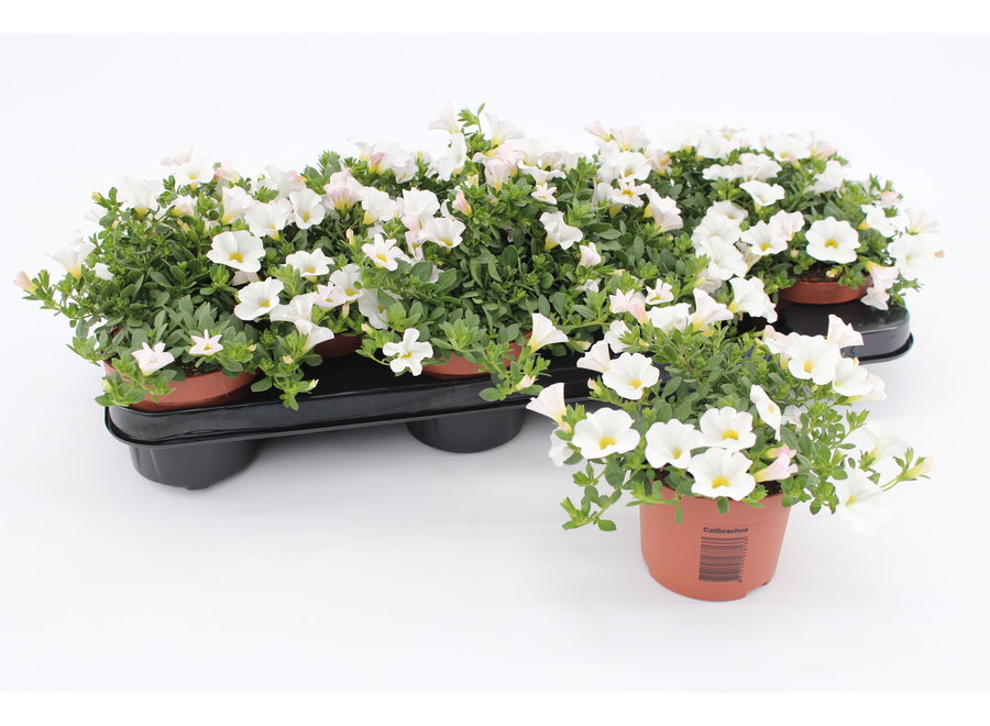 Calibrachoa wit - 12 stuks