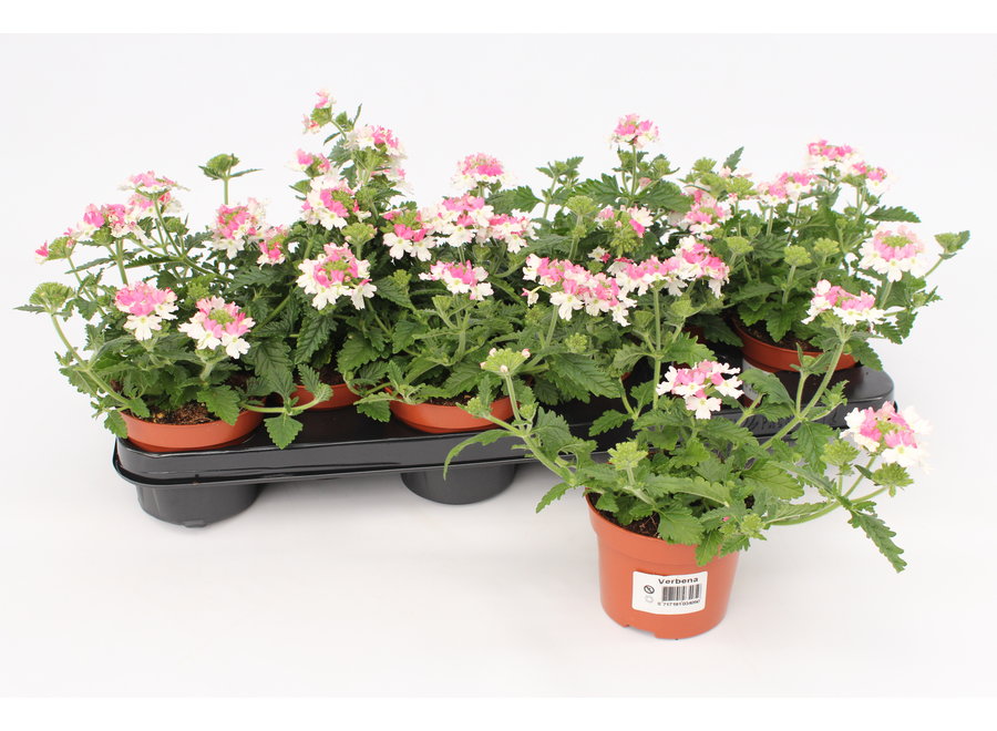 Verbena pink twister