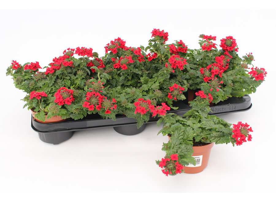 Verbena rood