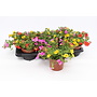 Calibrachoa Candy House - 8 stuks