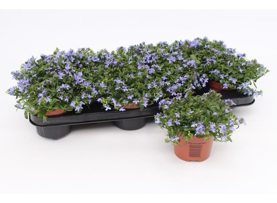 Lobelia blauw - 12 stuks