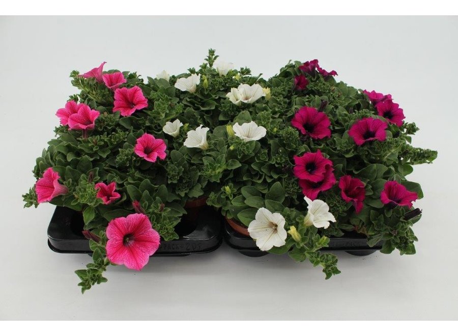 Petunia pink mix - 18 stuks