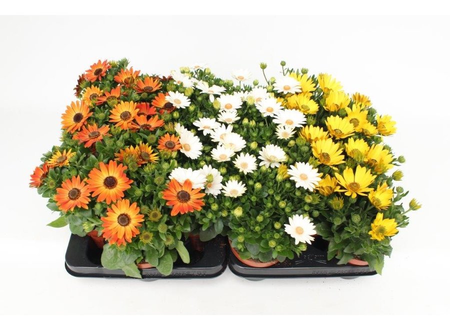 Spaanse margriet yellow mix - 18 stuks