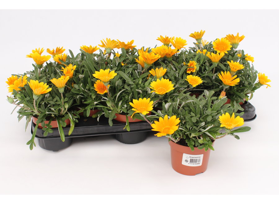 Gazania orange - 12 stuks