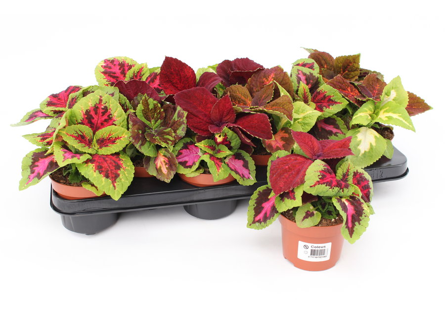 Coleus siernetel - 12 stuks