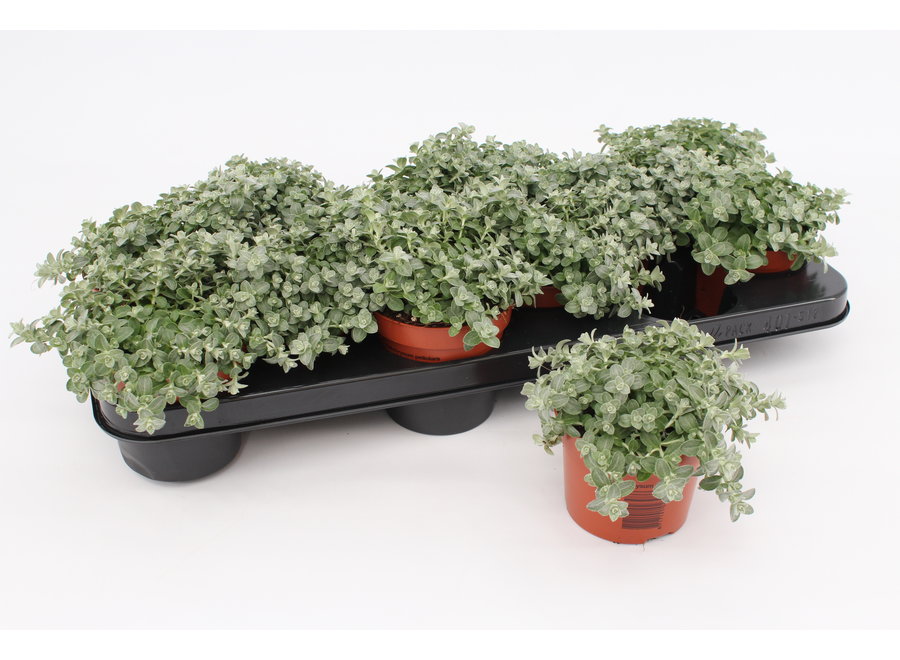 Helichrysum mini - 12 stuks