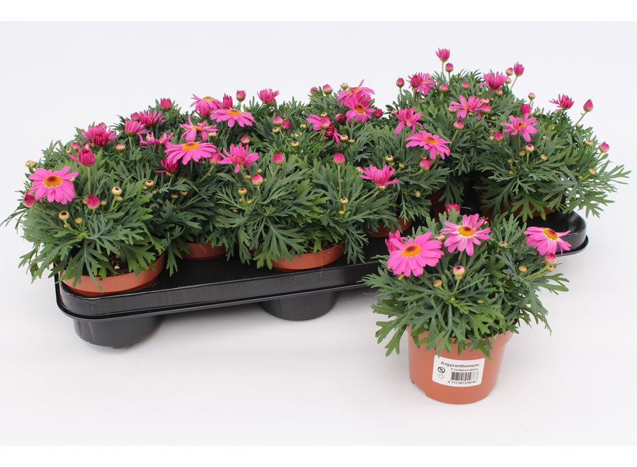 Margriet roze - 12 stuks