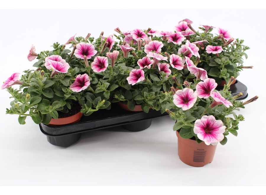 Petunia pink vine - 12 stuks