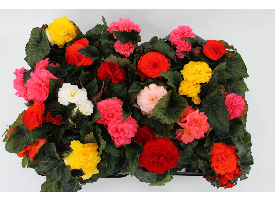 Knolbegonia - 18 stuks